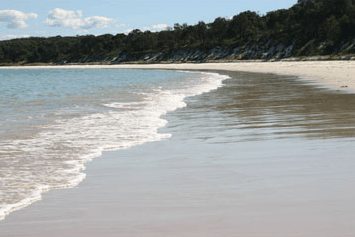 Dolphin Watch Cruises - Surfers Paradise Gold Coast 5