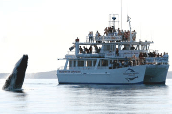 Dolphin Watch Cruises - Surfers Paradise Gold Coast 6