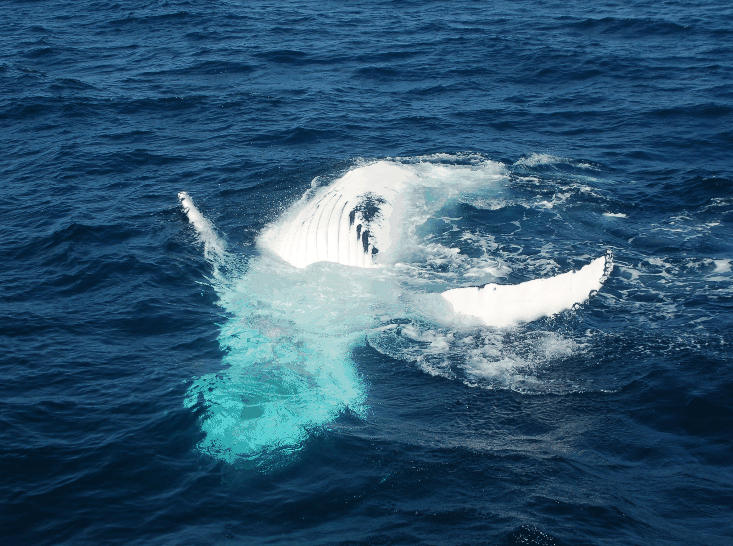 Dolphin Wild Cruises - Surfers Paradise Gold Coast 0