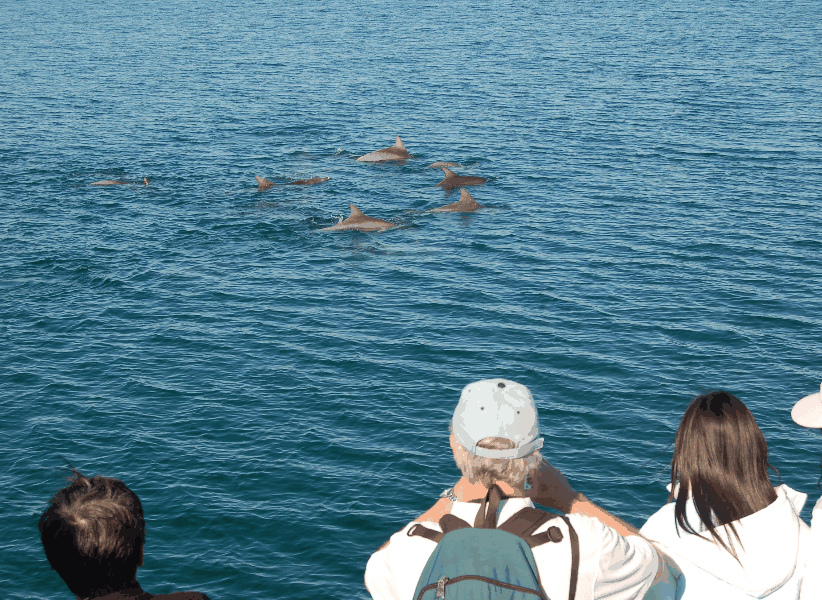 Dolphin Wild Cruises - Surfers Paradise Gold Coast 3