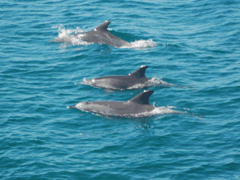 Dolphin Wild Cruises - Surfers Paradise Gold Coast 5