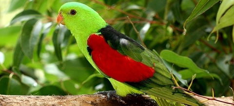 Birdworld Kuranda - Surfers Paradise Gold Coast 0