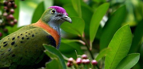 Birdworld Kuranda - Surfers Paradise Gold Coast 1