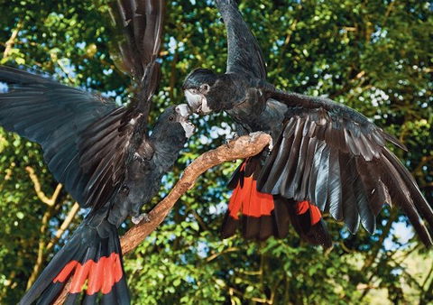 Birdworld Kuranda - Surfers Paradise Gold Coast 2