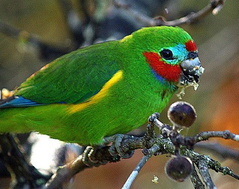 Birdworld Kuranda - Surfers Paradise Gold Coast 3