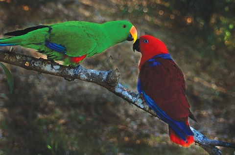 Birdworld Kuranda - Surfers Paradise Gold Coast 5