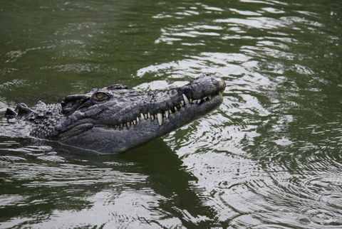 Daintree River Cruise Centre - Surfers Paradise Gold Coast 1