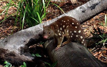 Hartley's Crocodile Adventures - Surfers Paradise Gold Coast 3
