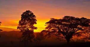 Ingan Tours - Spirit Of The Rainforest Tour - Surfers Paradise Gold Coast 3