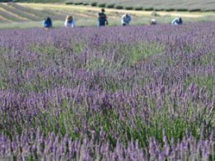 Aloomba Lavender - Surfers Paradise Gold Coast 1