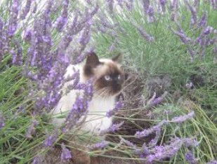 Aloomba Lavender - Surfers Paradise Gold Coast 2