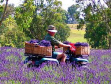 Aloomba Lavender - Surfers Paradise Gold Coast 4