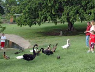 Anzac Park And Ululah Lagoon - Surfers Paradise Gold Coast 0