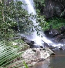 Araucaria Ecotours - Surfers Paradise Gold Coast 4