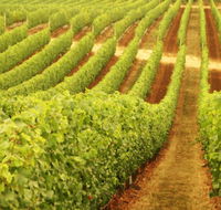 Wignalls Winery - Surfers Paradise Gold Coast