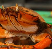 River Cottage Restaurant - Surfers Paradise Gold Coast