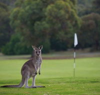 Anglesea Golf Club - Surfers Paradise Gold Coast