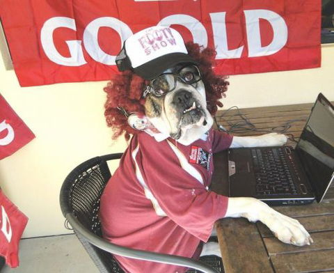 Spotted Dog Tavern - Surfers Paradise Gold Coast 10