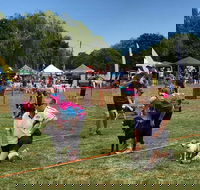 Dogs in the Park Orange - Surfers Paradise Gold Coast