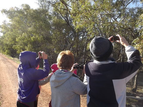 Annual Koala Count - Surfers Paradise Gold Coast 1