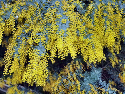 Australian Wattle Day @ The Old Bus Depot Markets - Surfers Paradise Gold Coast 0