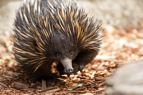 Aussie Wildlife Course - October Condensed Weekend Course - Surfers Paradise Gold Coast 0