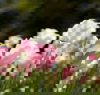 Floriade Reimagined - Surfers Paradise Gold Coast