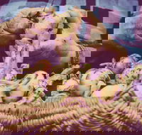 Grafton Farmers Market - Surfers Paradise Gold Coast