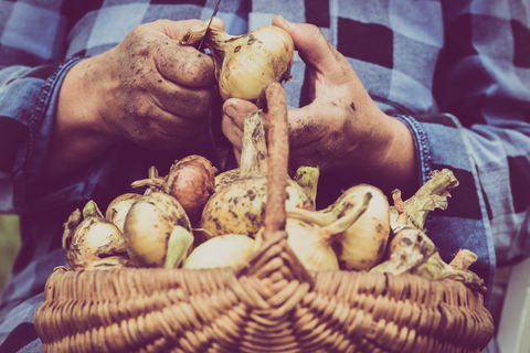 Grafton Farmers Market - Surfers Paradise Gold Coast 0