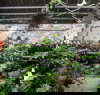 Newcastle - Huge Indoor Plant Warehouse Sale - Christmas Bonanza - Surfers Paradise Gold Coast