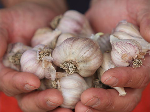 Armidale Farmers' Market - Surfers Paradise Gold Coast 0