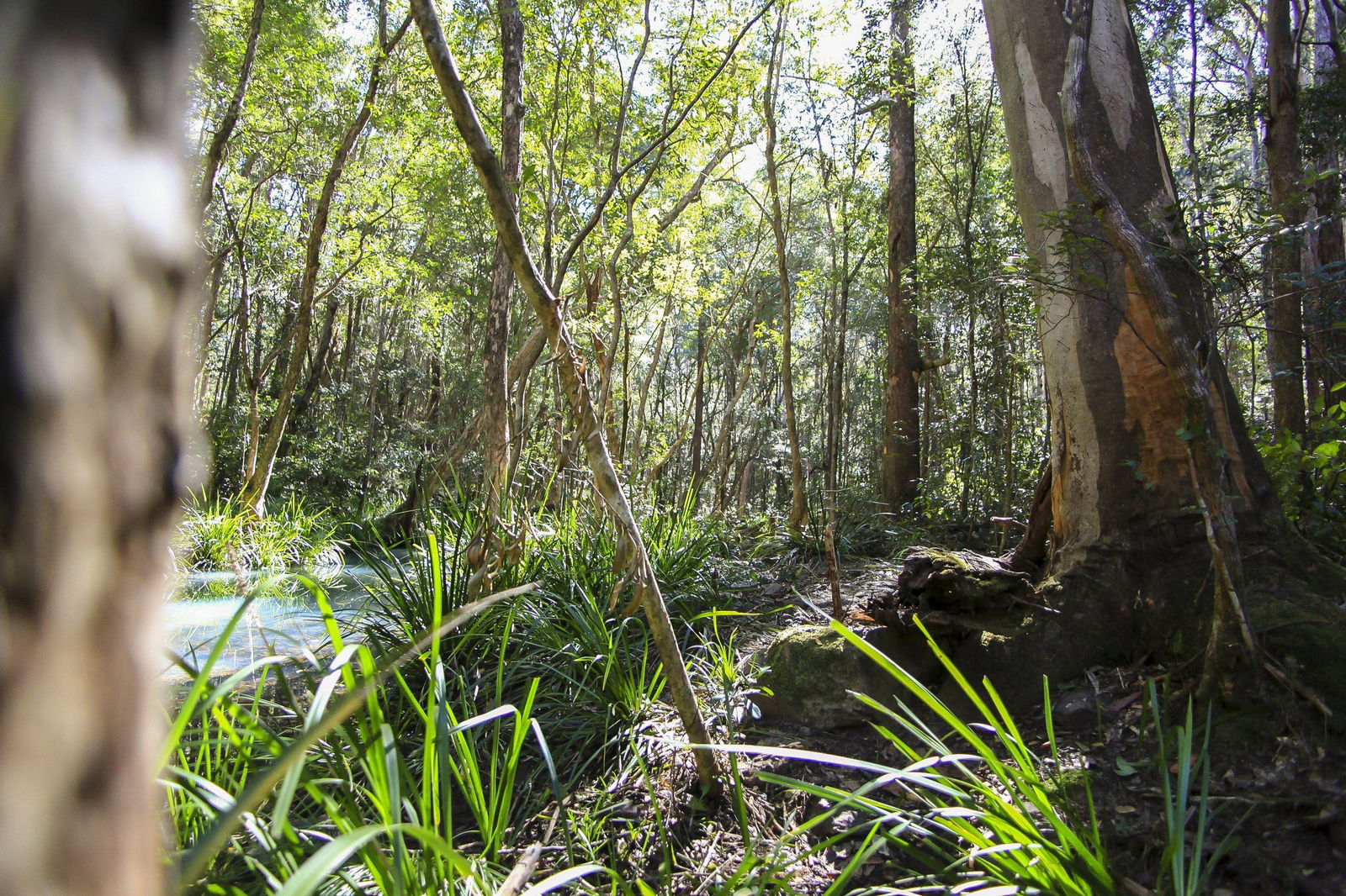 Knorrit Forest NSW Surfers Paradise Gold Coast