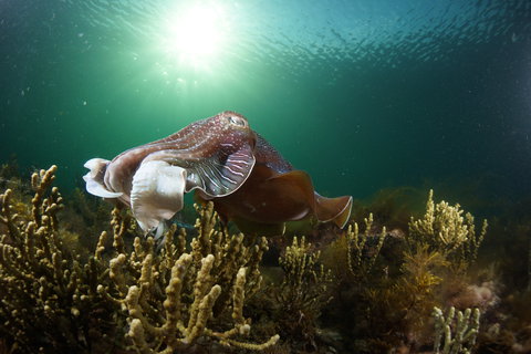 Cuttlefish Diving & Snorkeling EVERYDAY May -August - Surfers Paradise Gold Coast 0