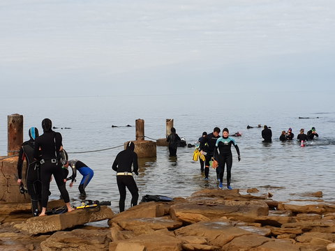 Cuttlefish Diving & Snorkeling EVERYDAY May -August - Surfers Paradise Gold Coast 1