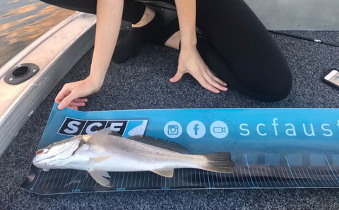 SCF Research And Sustainability Competition - Surfers Paradise Gold Coast 1