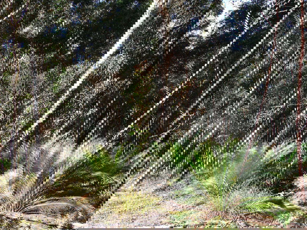 Congo NSW Surfers Paradise Gold Coast