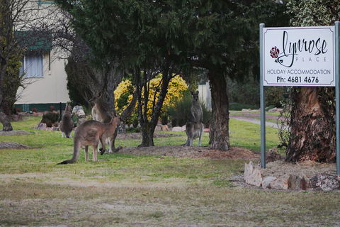 Lynrose Place - Surfers Paradise Gold Coast 7