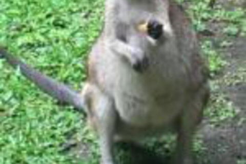 Bluewater Bed & Breakfast Cairns - Surfers Paradise Gold Coast 0