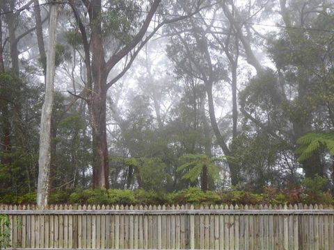 Buddha Cottage Springbrook - Surfers Paradise Gold Coast 6
