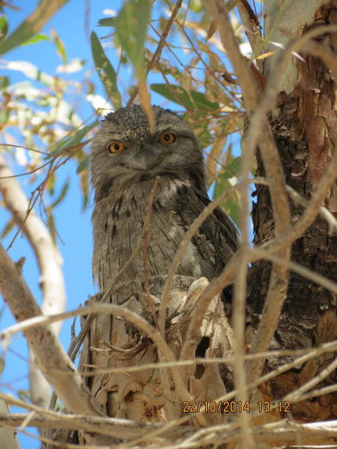 Kalbarri Tudor Holiday Park - Surfers Paradise Gold Coast 3