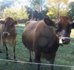 Drumreagh Bed  Breakfast Cabins - Surfers Paradise Gold Coast