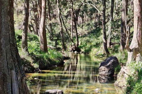 Shady Creek Eco Cabin - Surfers Paradise Gold Coast 3