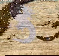 Beechs' Brook Rainforest Retreat - Surfers Paradise Gold Coast