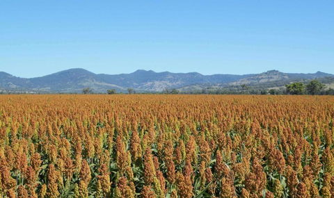 The Old Saddlery - Surfers Paradise Gold Coast 3