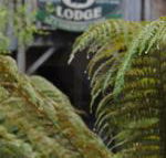 The Wombat Cottage