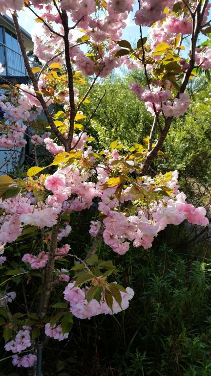 Beezneez B & B - Surfers Paradise Gold Coast 5