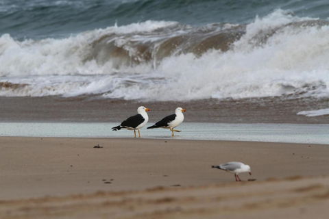 LOCKINGTON - Surfers Paradise Gold Coast 6