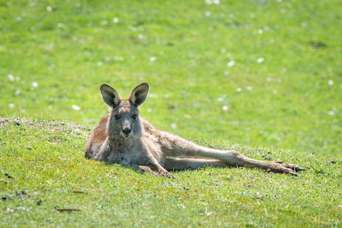 Halls Gap Motel - Surfers Paradise Gold Coast 5