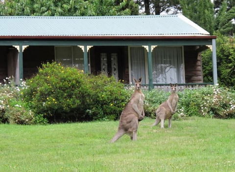 Cedar Lodge Cabins - Surfers Paradise Gold Coast 1