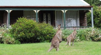 Cedar Lodge Cabins - Surfers Paradise Gold Coast 0